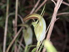 Pterostylis grandiflora