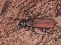 Platisus angusticollis