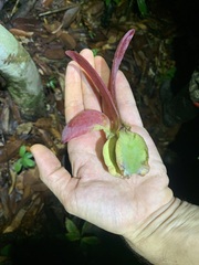 Dipterocarpus grandiflorus, photograph (c) Ryan van Huyssteen, some rights reserved (CC BY)