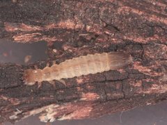 Platisus angusticollis