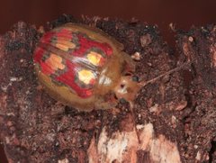 Paropsisterna gloriosa