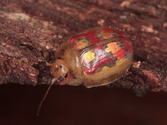 Paropsisterna gloriosa