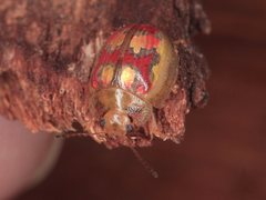 Paropsisterna gloriosa