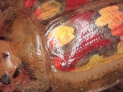 Paropsisterna gloriosa