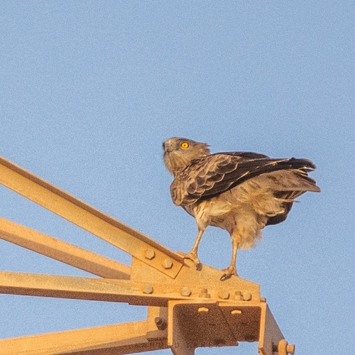 Short-toed Snake-Eagle