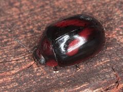 Paropsisterna erudita