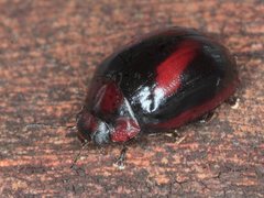 Paropsisterna erudita