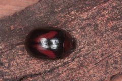 Paropsisterna erudita