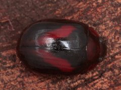 Paropsisterna erudita