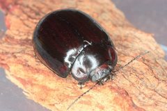 Paropsisterna morio