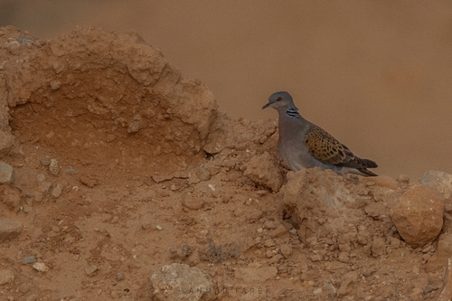 European Turtle-Dove