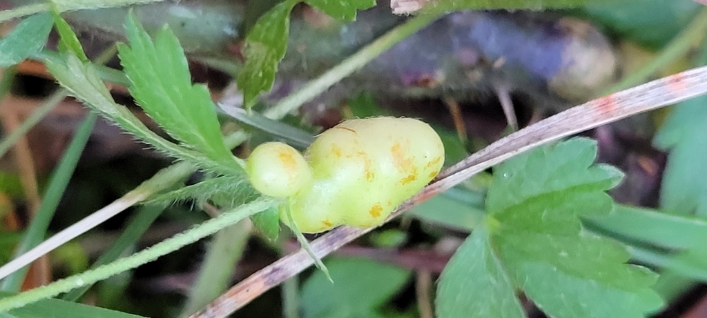 Xestophanes brevitarsis
