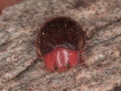 Rhyzobius lophanthae