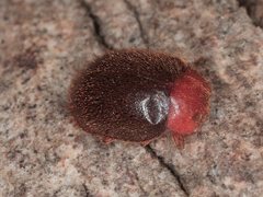 Rhyzobius lophanthae