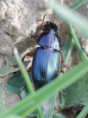 Harpalus rubripes