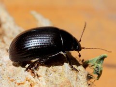 Paropsisterna irina