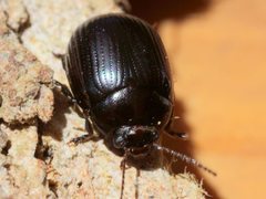 Paropsisterna irina