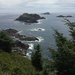 Falco peregrinus pealei