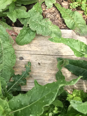 Helminthotheca echioides