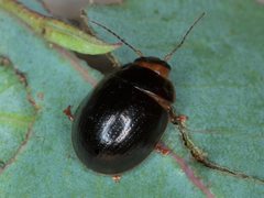 Paropsisterna rufipes