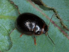 Paropsisterna rufipes