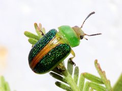 Calomela parilis