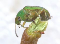 Calomela parilis