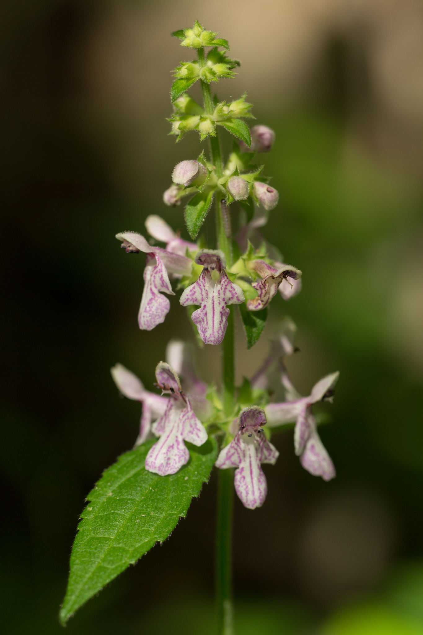 Stachys latidens