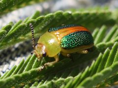 Calomela parilis