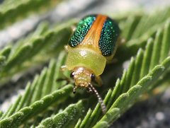 Calomela parilis