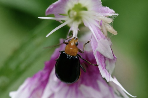 Aulacophora nigripennis