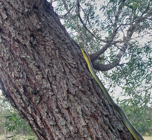 Common Tree Snake sighting