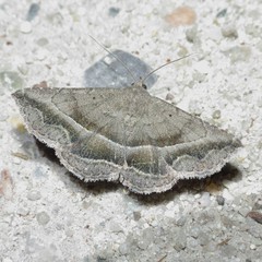 Lesmone griseipennis