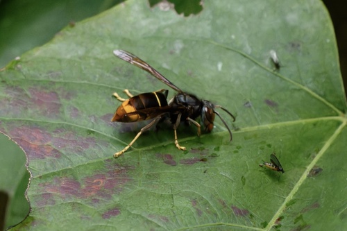 Yellow-legged Hornet