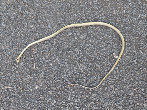 Common Tree Snake sighting