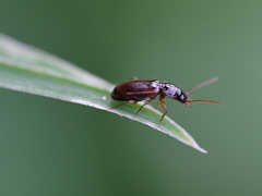 Trechus quadristriatus