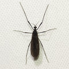 Eugnophomyia