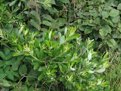 Salix humilis