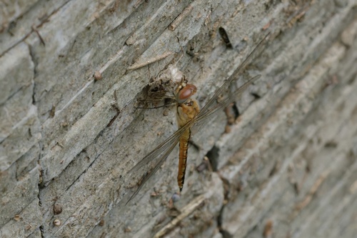 Wandering Glider