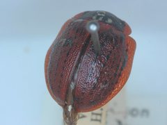 Trachymela regularis