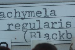 Trachymela regularis