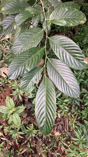 Gironniera subaequalis observed 2024-09-15