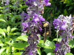 Bombus pensylvanicus image