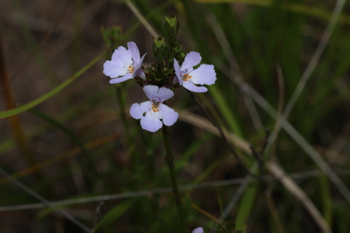 Image of Westringia tenuicaulis by (c) Greg Tasney, some rights reserved (CC BY-SA)