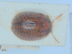 Trachymela tincticollis