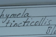 Trachymela tincticollis