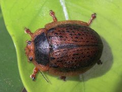 Trachymela regularis