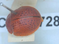 Trachymela regularis