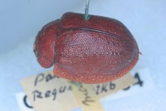 Trachymela regularis