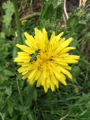 Oedemera nobilis